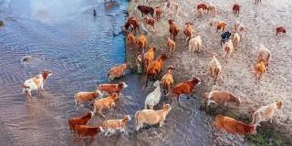 牧场上牛群的鸟瞰图。牛在河边吃草。
