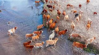 牧场上牛群的鸟瞰图。牛在河边吃草。视频素材模板下载