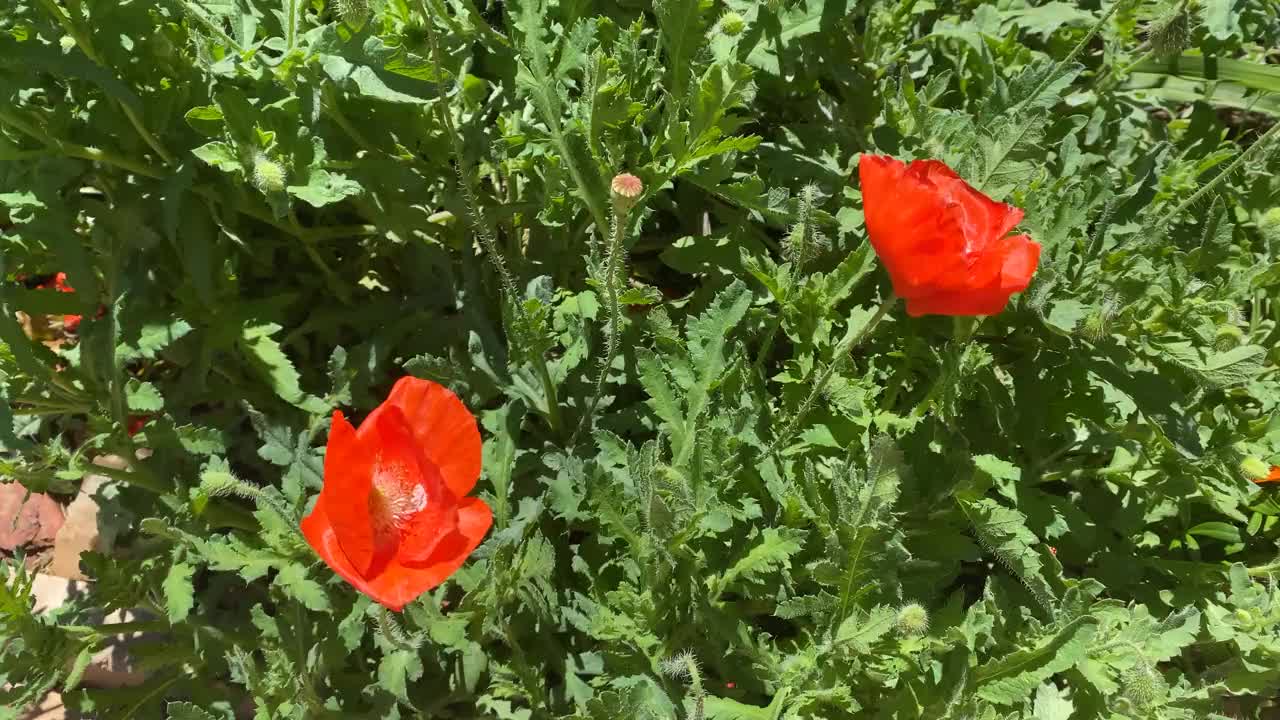 两朵红色的罂粟花在风中飞舞。