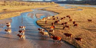 牧场上牛群的鸟瞰图。在河边吃草的牛。牛从海滩上过河。