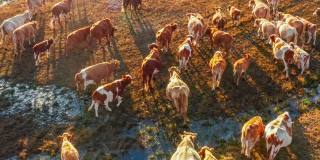 牧场上牛群的鸟瞰图。中国的草原风光。