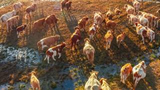 牧场上牛群的鸟瞰图。中国的草原风光。视频素材模板下载