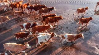 牧场上牛群的鸟瞰图。视频素材模板下载