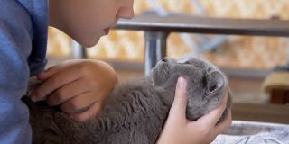 一个孩子，十几岁的少年亲吻一只灰色的英国大猫的脸，抓着爪子。4K