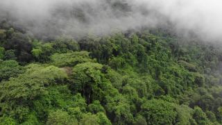 雨后的雨林丛林笼罩着薄雾。鸟瞰图的热带森林在山。一架无人机飞过热带雨林的树梢。视频素材模板下载