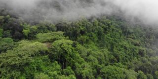 雨后的雨林丛林笼罩着薄雾。鸟瞰图的热带森林在山。一架无人机飞过热带雨林的树梢。