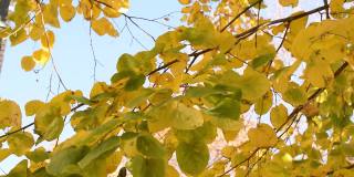 秋叶的视频，在风中，树叶飘落，阳光明媚的十月天。