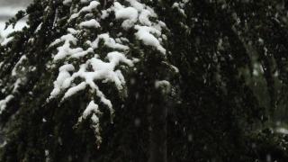 大雪从冷杉树枝上飘落。冬天的针叶树被雪覆盖。雪花飘落的慢镜头。在12月下雪的时候，雪松的树枝会闭合。视频素材模板下载
