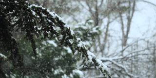 大雪从冷杉树枝上飘落。冬天的针叶树被雪覆盖。雪花飘落的慢镜头。在12月下雪的时候，雪松的树枝会闭合。