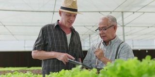 亚洲大龄男性检查温室水培农场质量与高加索买家洽谈种植绿色新鲜蔬菜在水培系统农场种植有机蔬菜产品