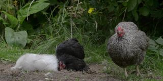 一只银色的怀恩多特母鸡用铅笔梳理着它身上的羽毛，其他的鸡也一样