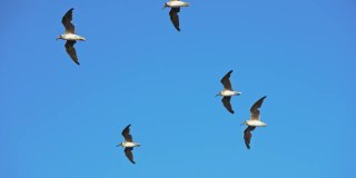 一群海鸥飞过大海