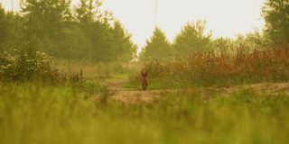 赤狐在森林里跑着跑着向摄像机跑去，夏天的白天时间