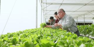 多样化工人在农家水培大棚共同耕作，幸福人们精心把根菜无土架品质检验和浓缩有机农业健康食品