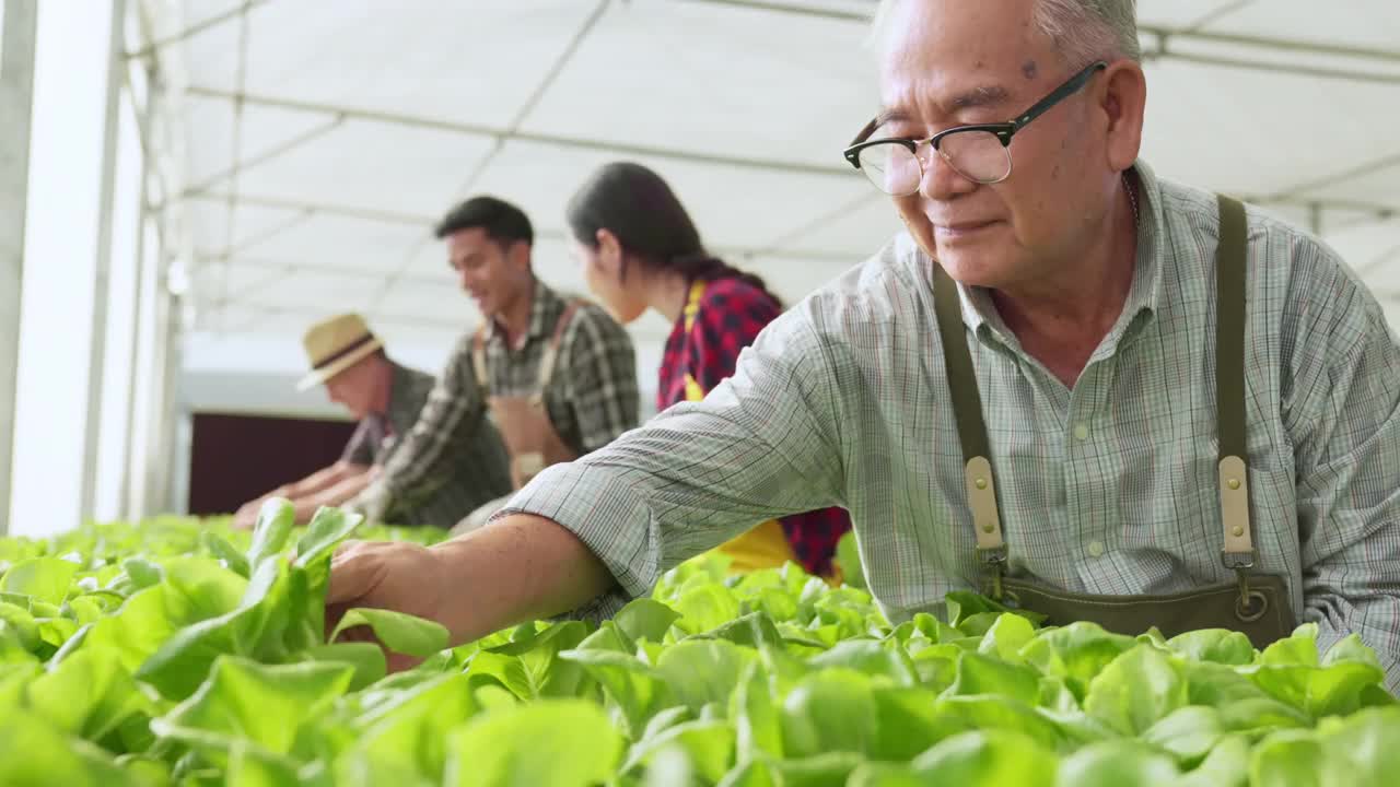 多样化工人在农家水培大棚共同耕作，幸福人们精心把根菜无土架品质检验和浓缩有机农业健康食品