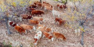 牧场上牛群的鸟瞰图。