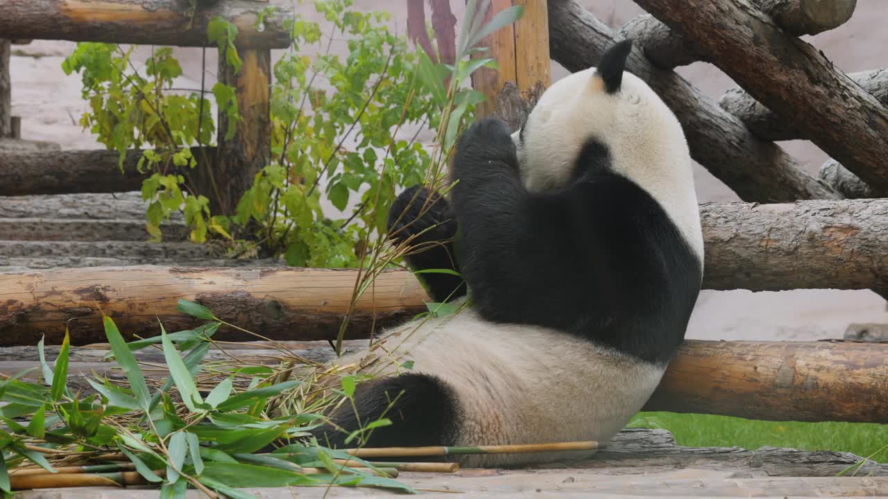 大熊猫(Ailuropoda melanoleuca)也被称为熊猫熊或简单的熊猫，是一种原产于中国中南部的熊。