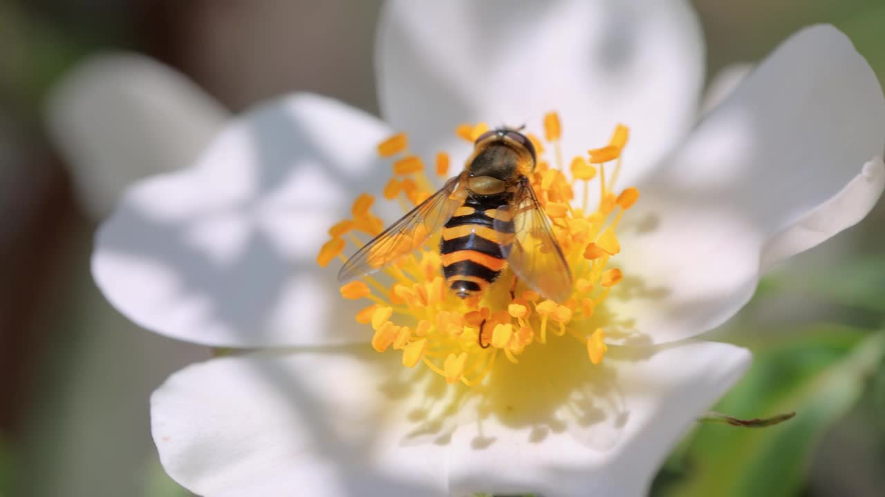 食蚜蝇、花蝇或食蚜蝇，昆虫科食蚜蝇。它们伪装成危险的昆虫黄蜂和蜜蜂。许多种类的成虫主要以花蜜和花粉为食。