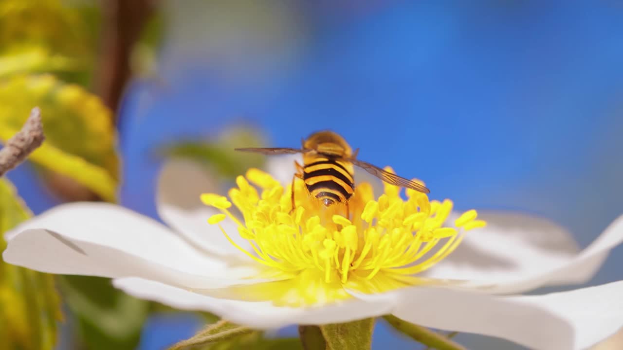 食蚜蝇、花蝇或食蚜蝇，昆虫科食蚜蝇。它们伪装成危险的昆虫黄蜂和蜜蜂。许多种类的成虫主要以花蜜和花粉为食。