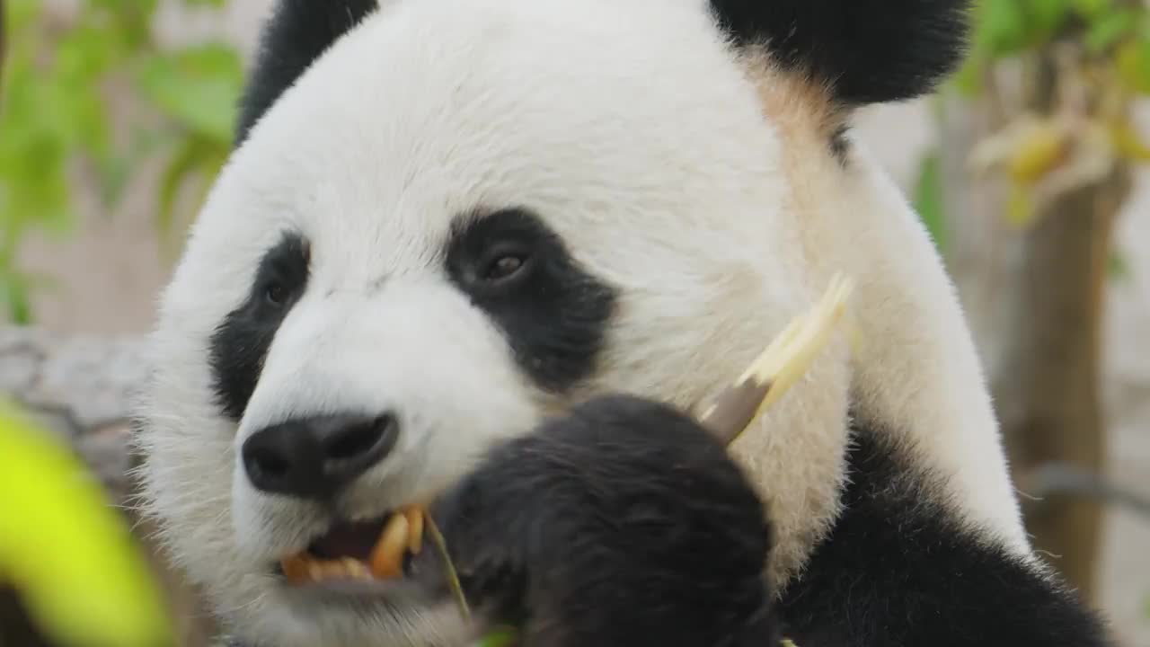 大熊猫(Ailuropoda melanoleuca)也被称为熊猫熊或简单的熊猫，是一种原产于中国中南部的熊。