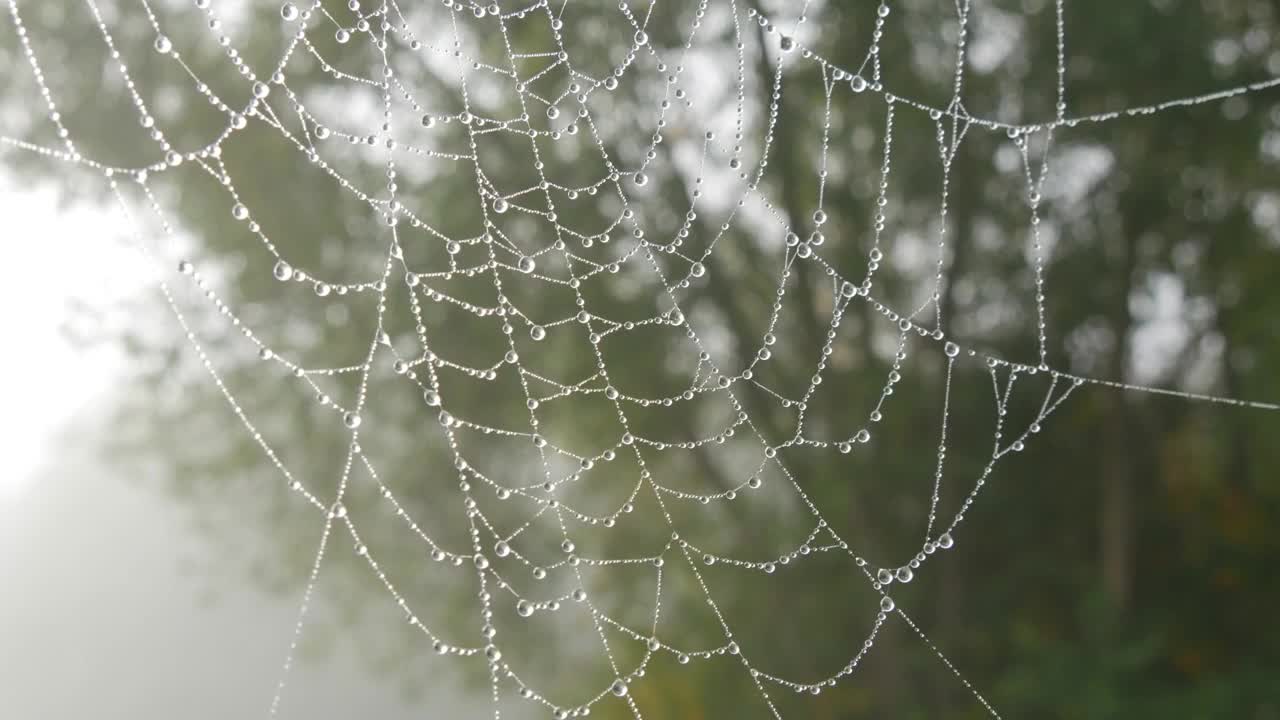 美丽的巨大蜘蛛网上有露珠或雨滴，秋天美学