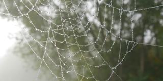 美丽的巨大蜘蛛网上有露珠或雨滴，秋天美学