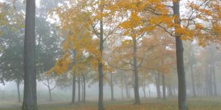 秋天落叶林中的雾。废弃公园的秋天美学。落在地上黄色的叶子