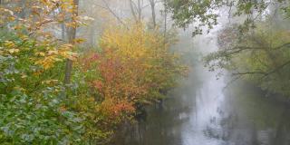 秋天雾蒙蒙的早晨，在一条美丽如画的小河上，树木被黄色的落叶包围着。秋天的美学