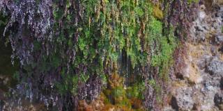 悬崖斜坡上的矿泉，周围有蕨类植物和苔藓。水落在石头上，特写镜头，选择性聚焦。自然背景，森林植被
