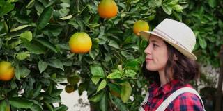 年轻的农妇在橙子树中间收割，从树上摘下一个橙子，看着镜头。