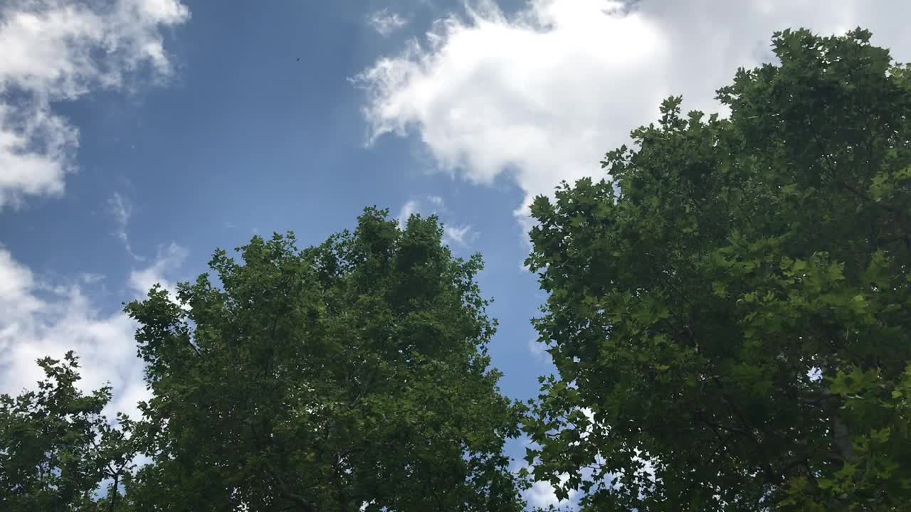 夏季树冠与蓝天在市中心