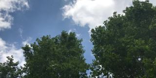 夏季树冠与蓝天在市中心