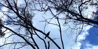 喜鹊从树上飞下来的剪影