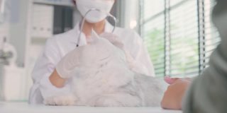 亚洲兽医在兽医诊所预约时为猫检查。在宠物医院，专业兽医女士坐在桌子上，通过抚摸和安抚小猫来检查动物。