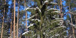 森林里有一棵美丽的大松树，在蓝色天空的背景下，冬天树枝上有雪。霜冻冬日，喜庆