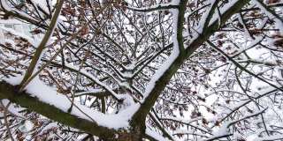 树干和树枝在雪中，在冬天下雪。美丽的大自然