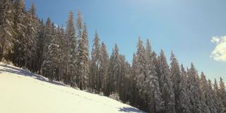 在寒冷明亮的冬日，高大的松树覆盖着刚落下的雪。