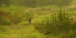 夏天的一天，小红狐在镜头里看了看，然后跑进了森林