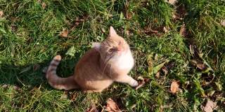 在一个温暖的阳光明媚的日子里，猫在草地上玩树叶。