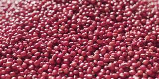 生红小豆有机种子食品，蛋白质健康食品