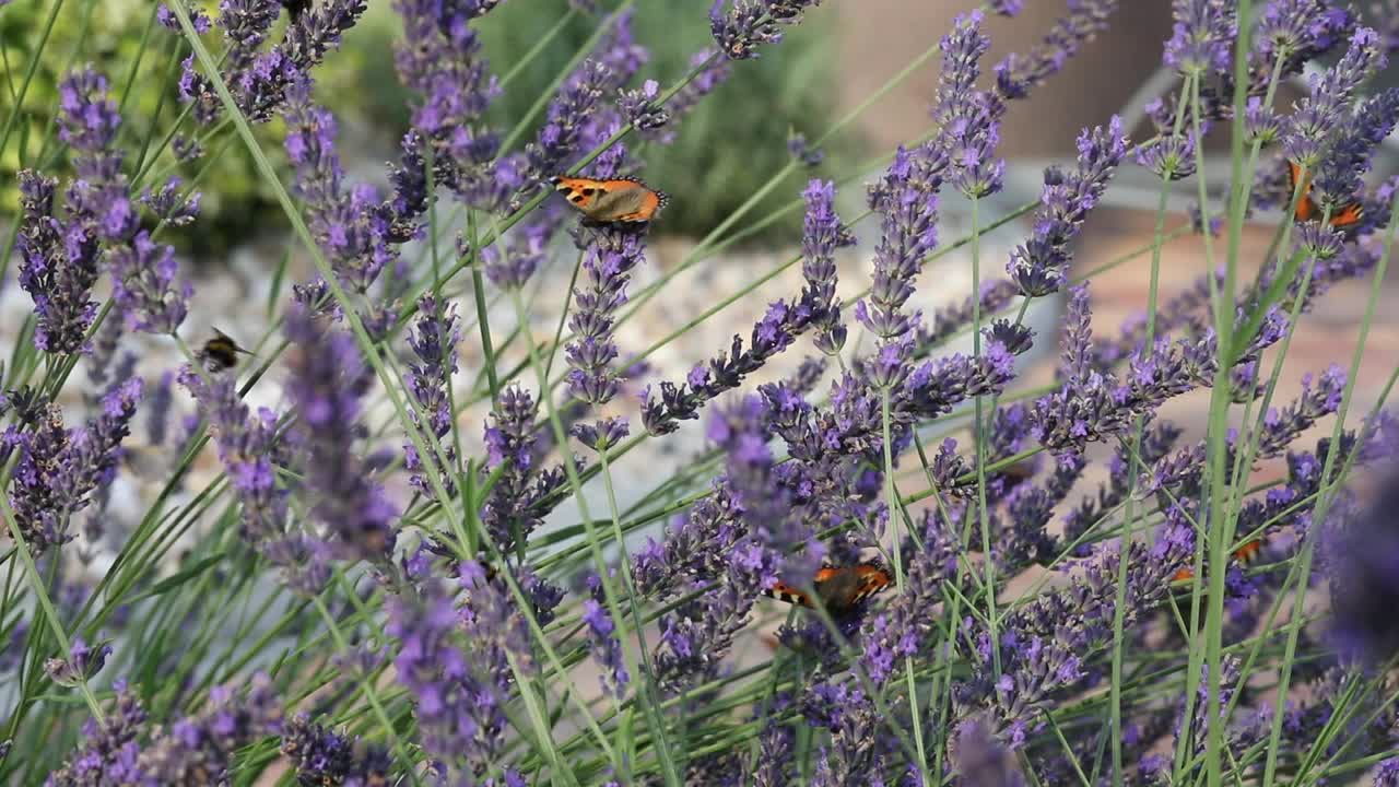 薰衣草上美丽的蝴蝶玳瑁(Aglais urticae)欧洲，捷克野生动物