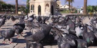 在土耳其伊兹密尔的科纳克广场，一群鸽子在伊兹密尔钟塔周围飞翔。