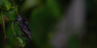 在泰国的南瓜虫或美洲黑蝽。