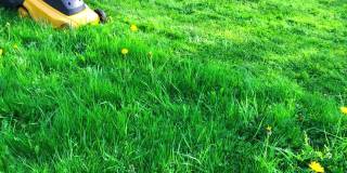 黄色电动割草机割草。在后院割草。园艺活动