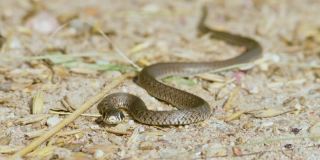 夏天沙上的草蛇，欧洲