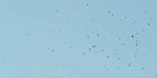 夏日里，一群乌鸦在空中盘旋