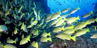 一群鲷鱼在印度安达曼海群岛奇妙的海底。