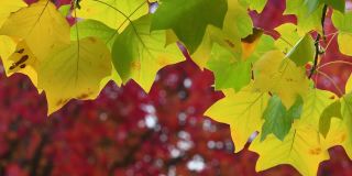 黄色的枫叶在风中摇曳。十月，枫叶在秋天从绿色变成黄色和红色。秋天大自然的概念。有选择性的重点。