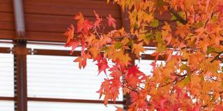 10月的秋天，美丽的橙红枫叶随风飘动。