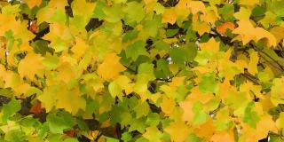 黄色的枫叶在风中摇曳。十月，枫叶在秋天从绿色变成黄色和橙色。秋天大自然的概念。